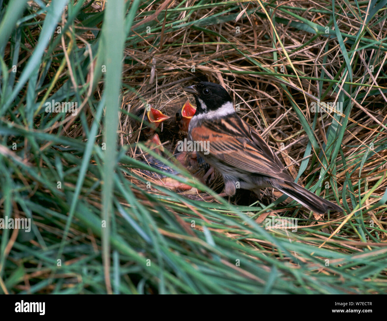 Voce maschile Reed Bunting a un nido. Foto Stock