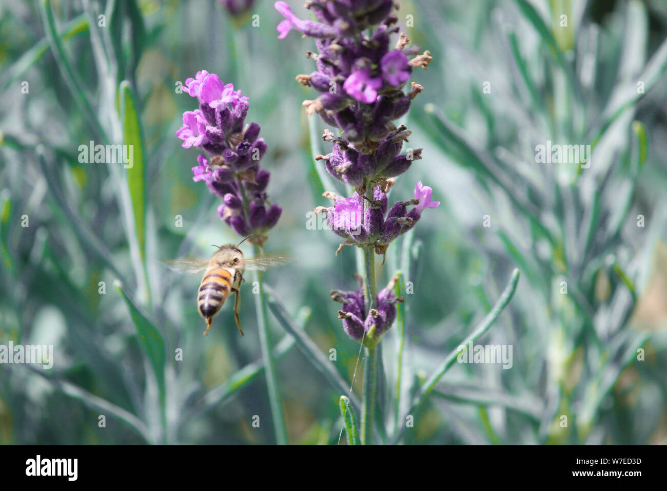 Bee approccio alla lavanda Foto Stock