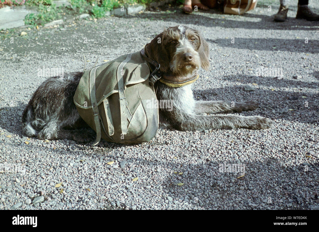 Lapp cane con gerle. Artista: sconosciuto Foto Stock