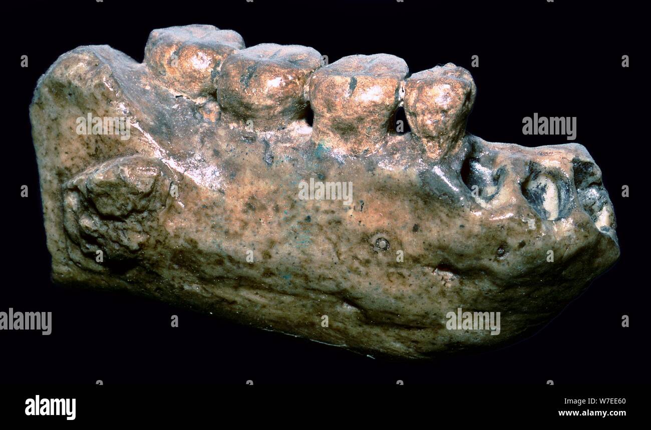 Ganascia e denti di Java Man. Artista: sconosciuto Foto Stock