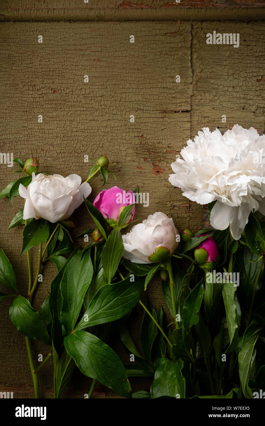 Bianco fiori estivi vista superiore Foto Stock