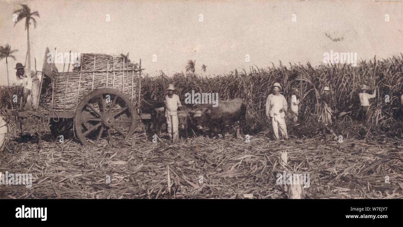 Corte de Canna. - Raccolta di canna da zucchero. Cuba, c1900. Artista: sconosciuto Foto Stock