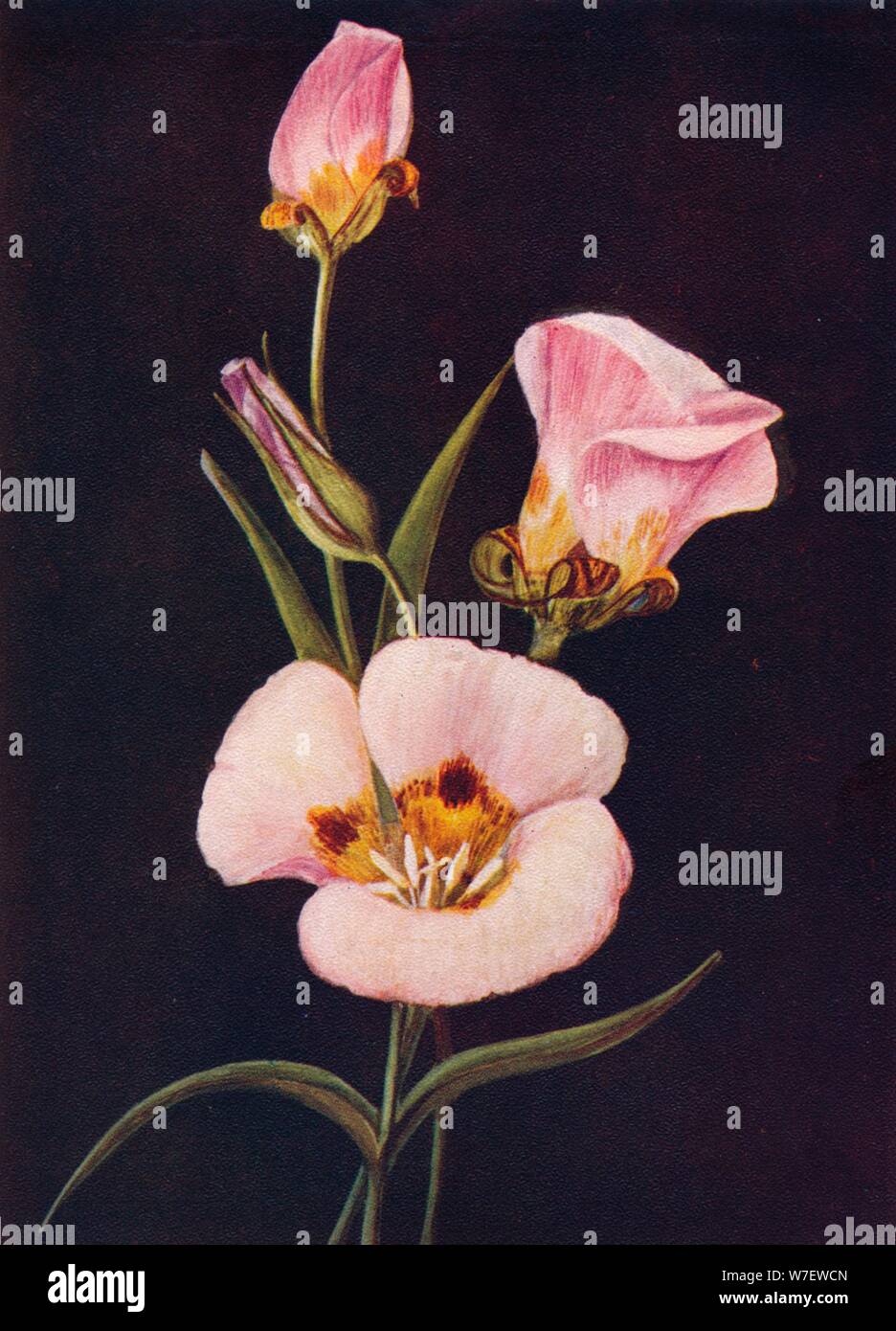 'Mariposa Tulip', c1915, (1915). Artista: Emma Graham orologio. Foto Stock