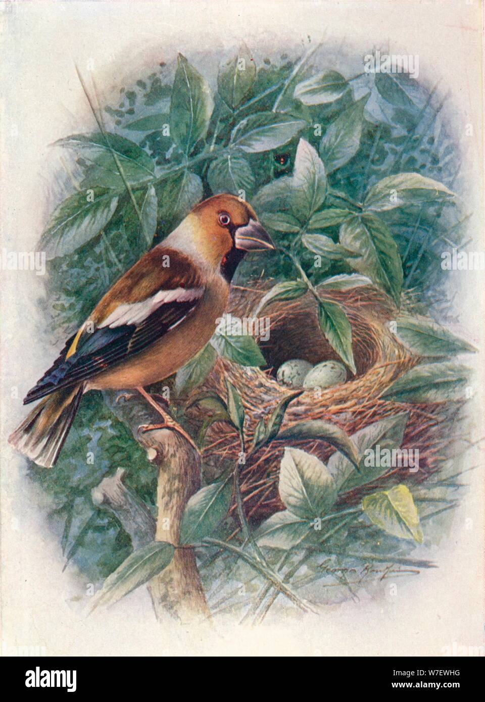 "Hawfinch - Coccothraus'tes vulga 'RIS', c1910, (1910). Artista: George James Rankin. Foto Stock "Hawfinch - Coccothraus'tes vulga 'RIS', c1910, (1910). Artista: George James Rankin. Foto Stock