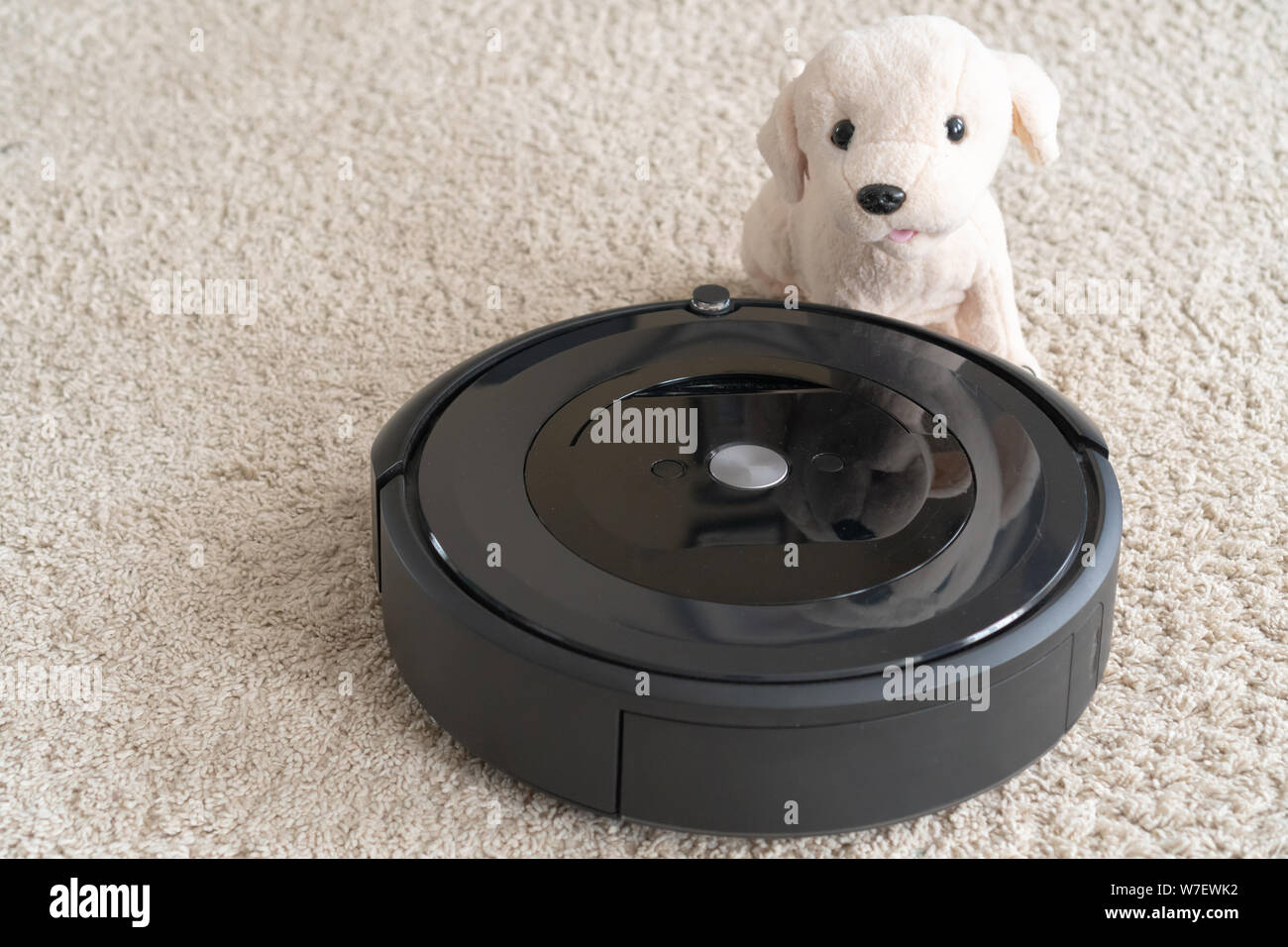 Robot aspirapolvere con un cane a pulire la moquette beige. Il concetto di  pulizia e confort di casa Foto stock - Alamy