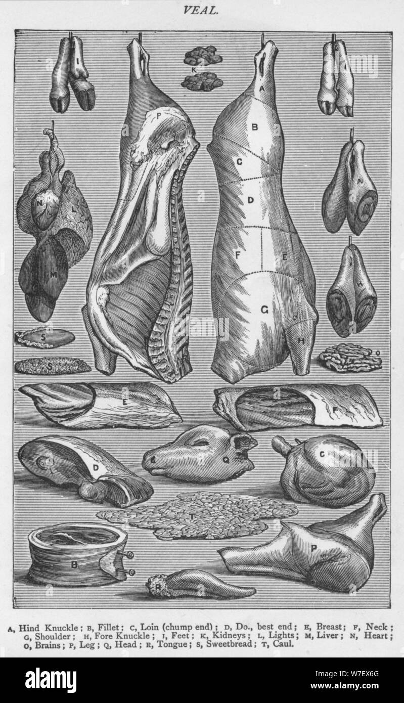 "Vitello, 1907, (1907). Artista: sconosciuto. Foto Stock