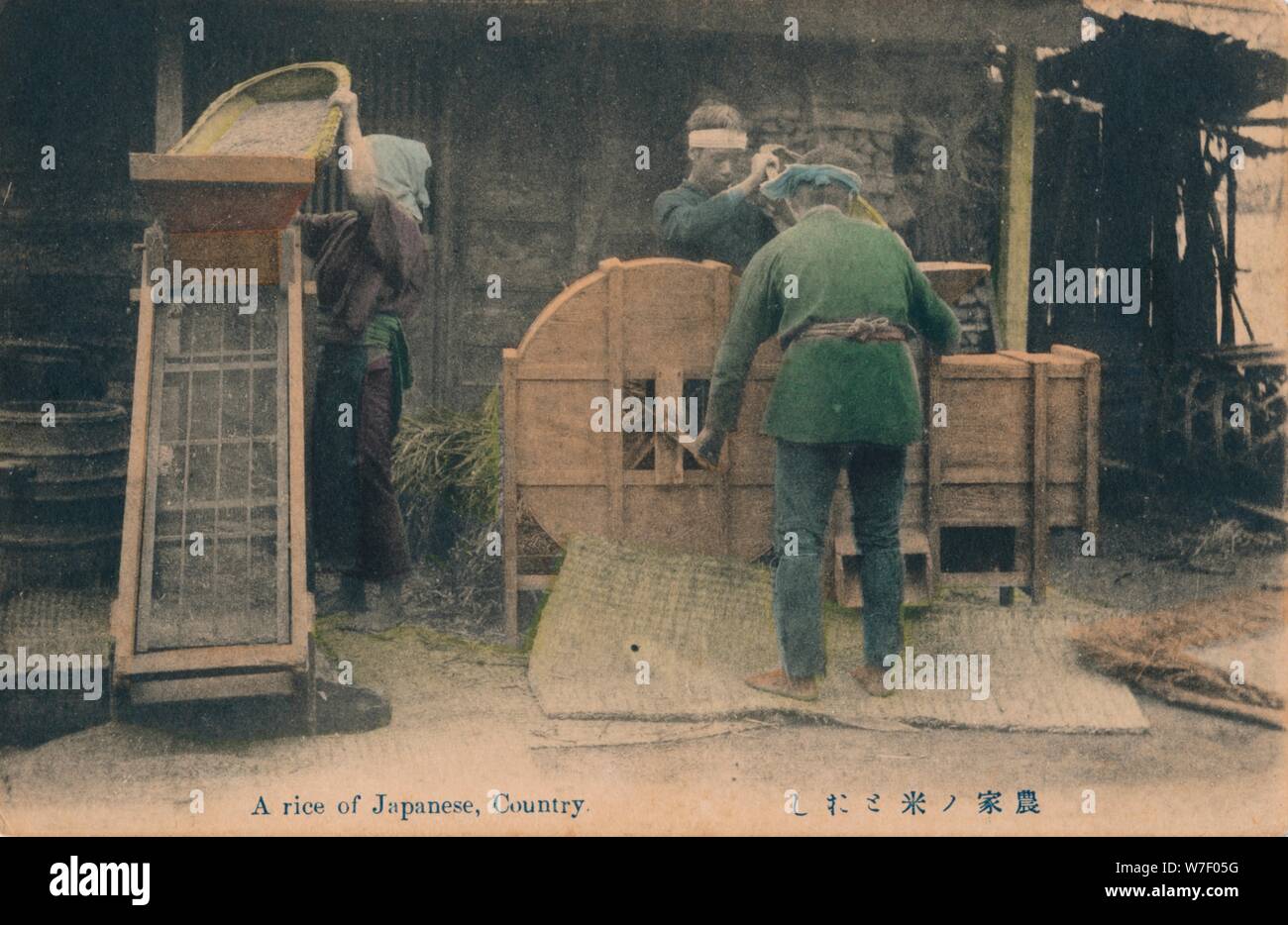 'Un riso di giapponese, paese', C1910. Artista: sconosciuto. Foto Stock