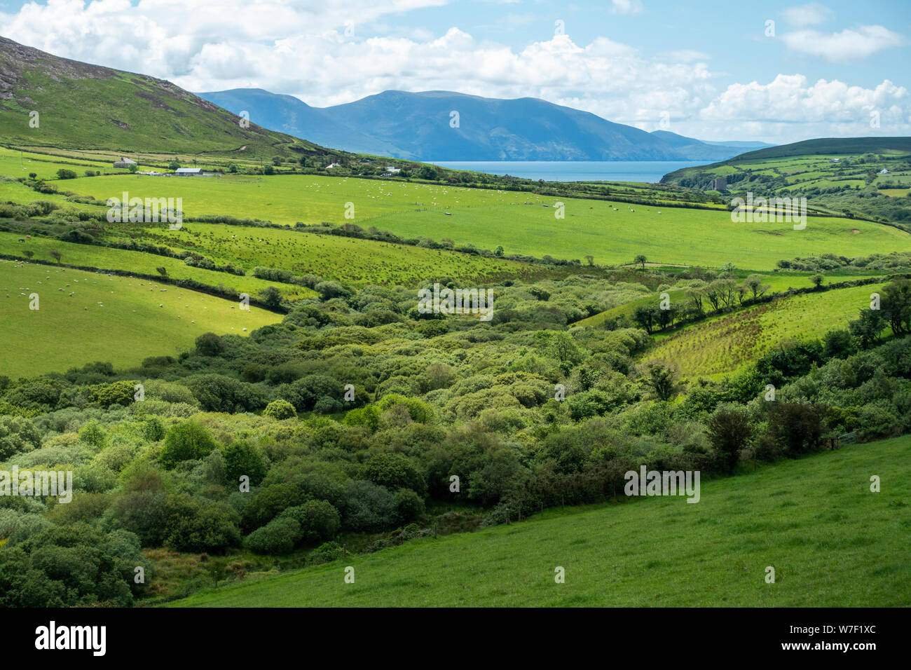 Lussureggianti e verdi pascoli sulla penisola di Dingle nella Contea di Kerry, Repubblica di Irlanda Foto Stock