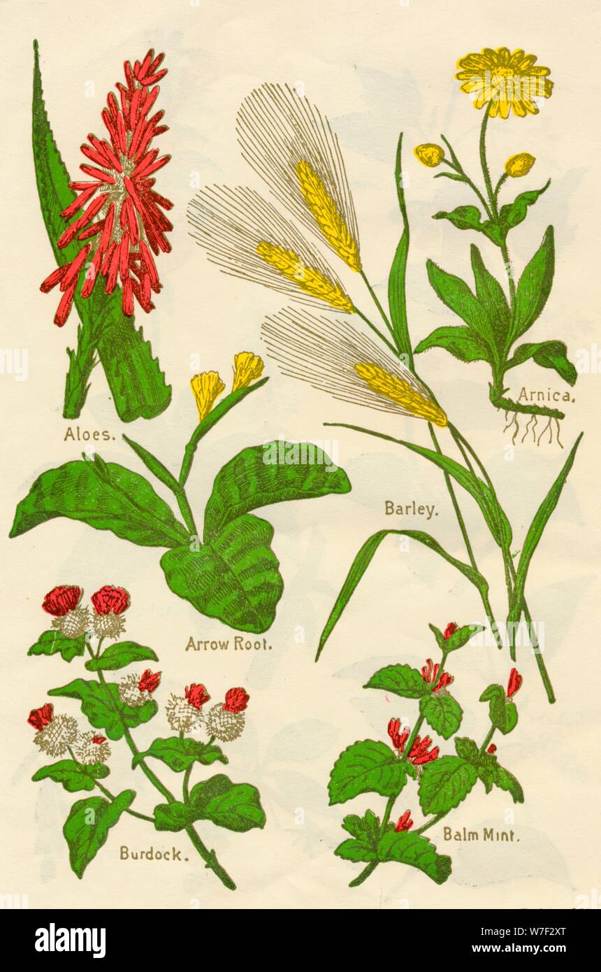 Fiori: aloe, Arnica, freccia Root, orzo, balsamo, menta, Bardana, c1940. Artista: sconosciuto. Foto Stock