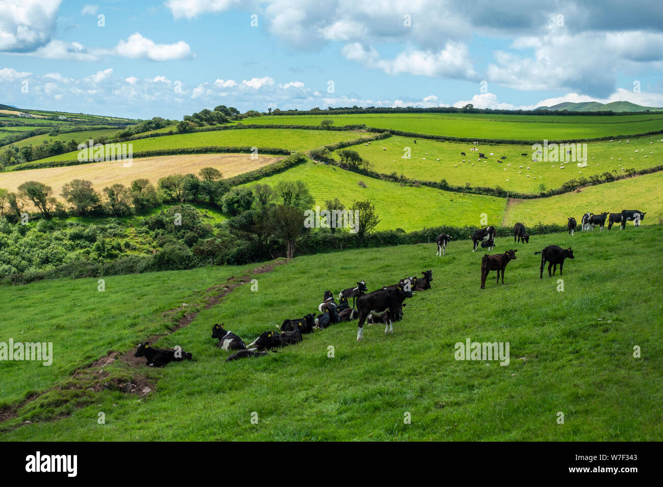 Le mucche al pascolo in lussureggianti e verdi pascoli sulla penisola di Dingle nella Contea di Kerry, Repubblica di Irlanda Foto Stock