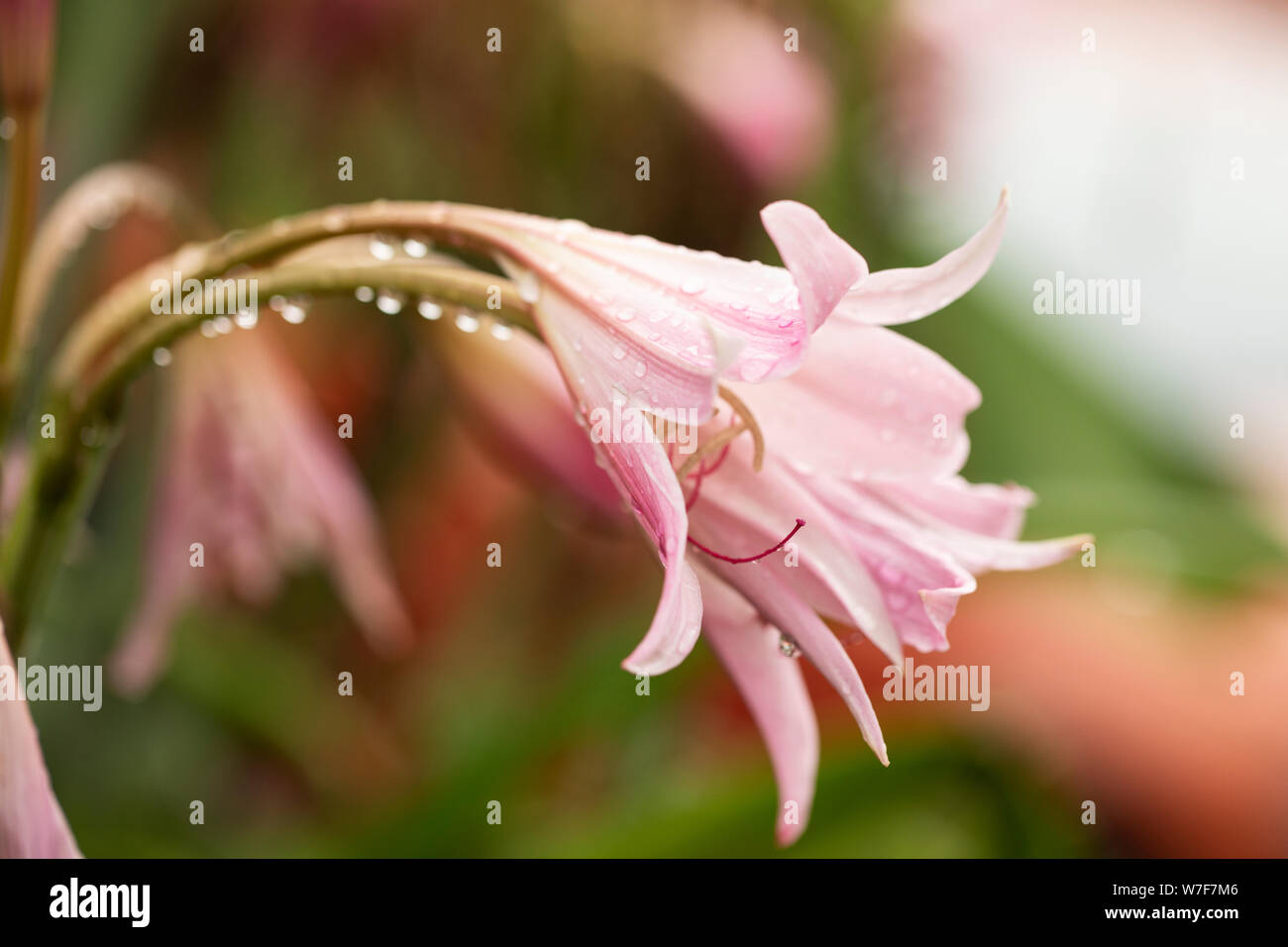 Crinum × Powellii, un ibrido tra C. bulbispermum (rigonfiabile) e C. moorei, con fiori rosa pallido, simili a giglio che fioriscono a fine estate. Foto Stock