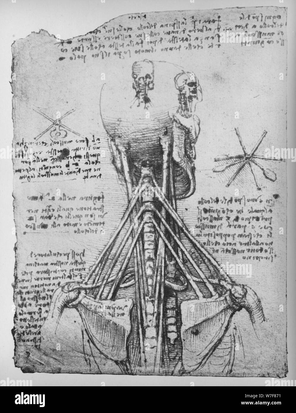 " Studio della vista posteriore di uno scheletro, mostrando i tendini del collo', C1480 (1945). Artista: Leonardo da Vinci. Foto Stock