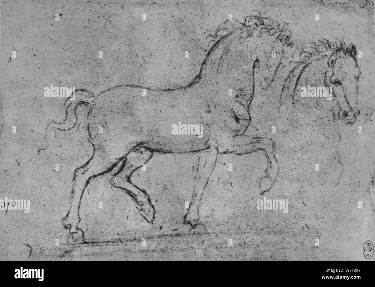 " Studio di un cavallo e di una testa di cavallo', C1480 (1945). Artista: Leonardo da Vinci. Foto Stock