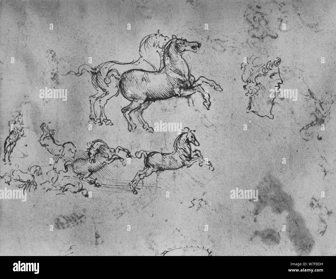 "Studi di cavalli al galoppo e una testa', C1480 (1945). Artista: Leonardo da Vinci. Foto Stock