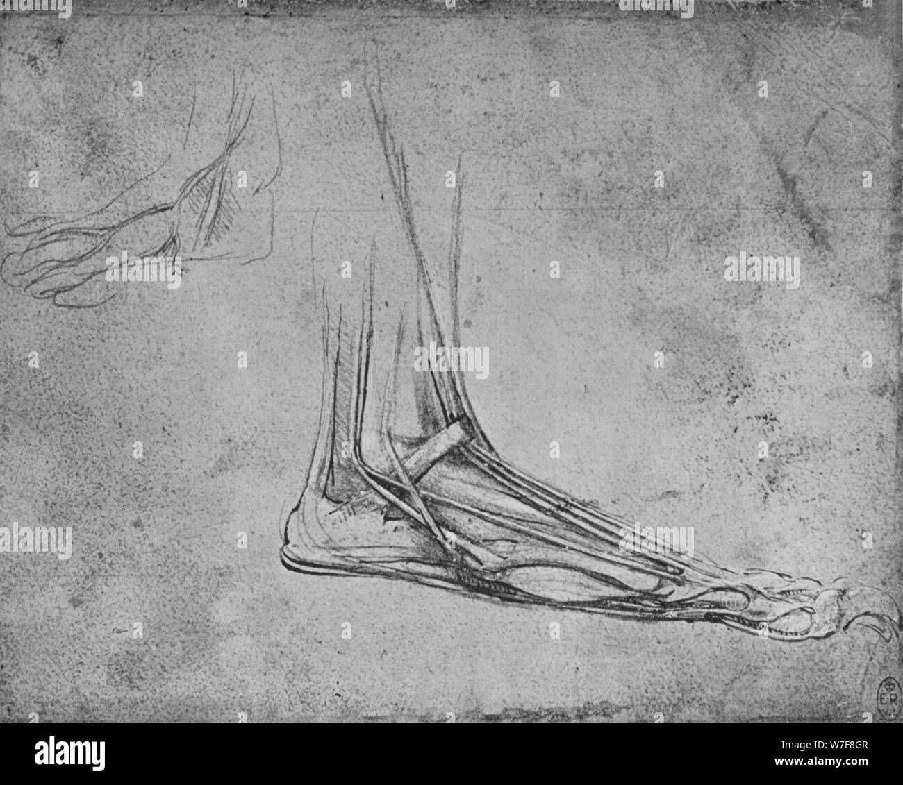 'Dissection di un orso al piede di destra', C1480 (1945). Artista: Leonardo da Vinci. Foto Stock