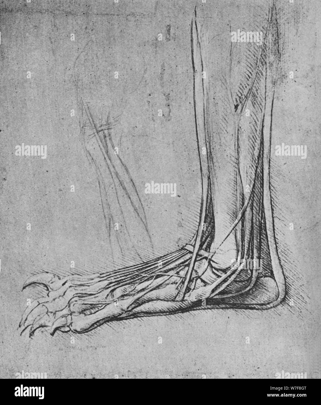 'Dissection di un orso il piede a sinistra', C1480 (1945). Artista: Leonardo da Vinci. Foto Stock