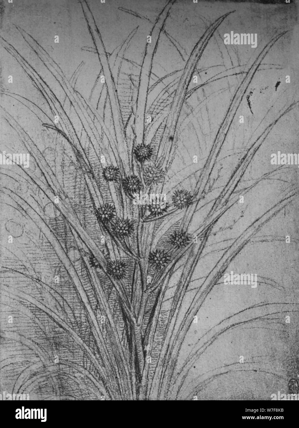 'Fioritura Giunchi', C1480 (1945). Artista: Leonardo da Vinci. Foto Stock