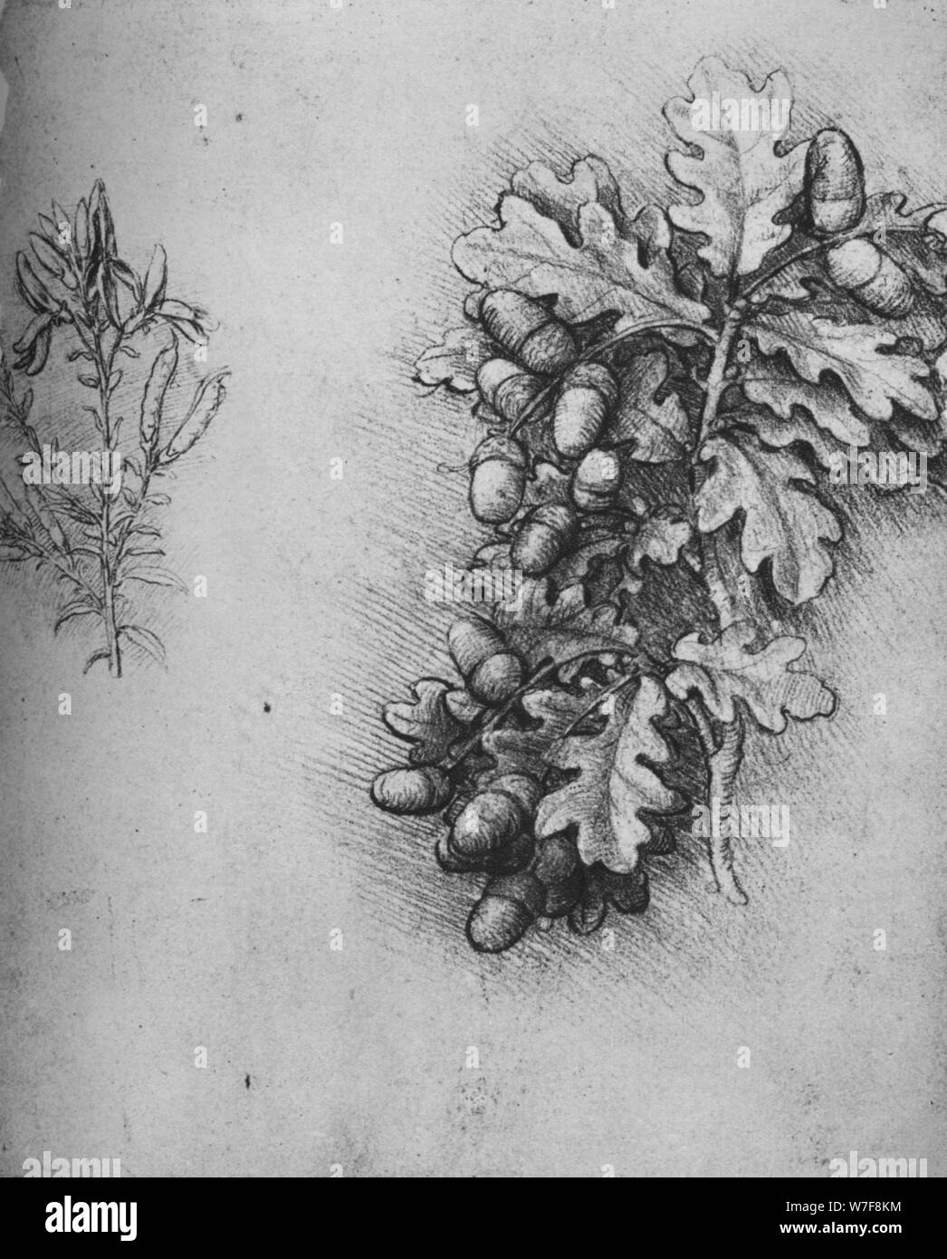 "Oak-Leaves con ghiande e Dyer Greenweed dell', C1480 (1945). Artista: Leonardo da Vinci. Foto Stock