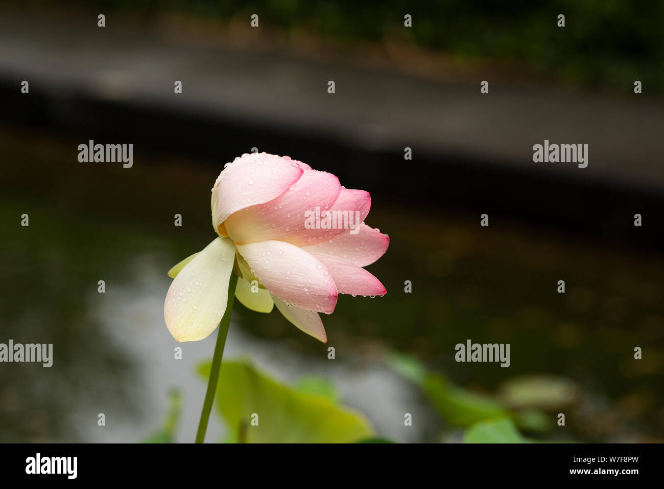 Nelumbo nucifera, conosciuto come loto indiano, loto sacro, fagiolo dell'India, o fagiolo egiziano, fiorente in un giardino d'acqua a Linz, Austria. Foto Stock