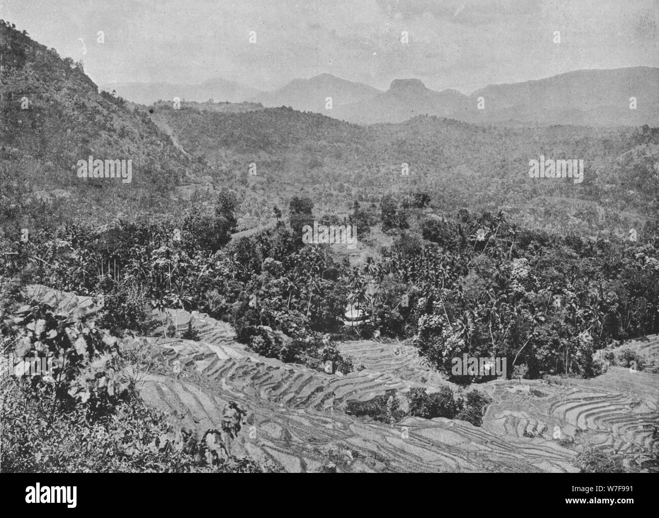 'Vista del campo di risone da Kadugannawa Pass', c1890, (1910). Artista: Alfred William Amandus piastra. Foto Stock