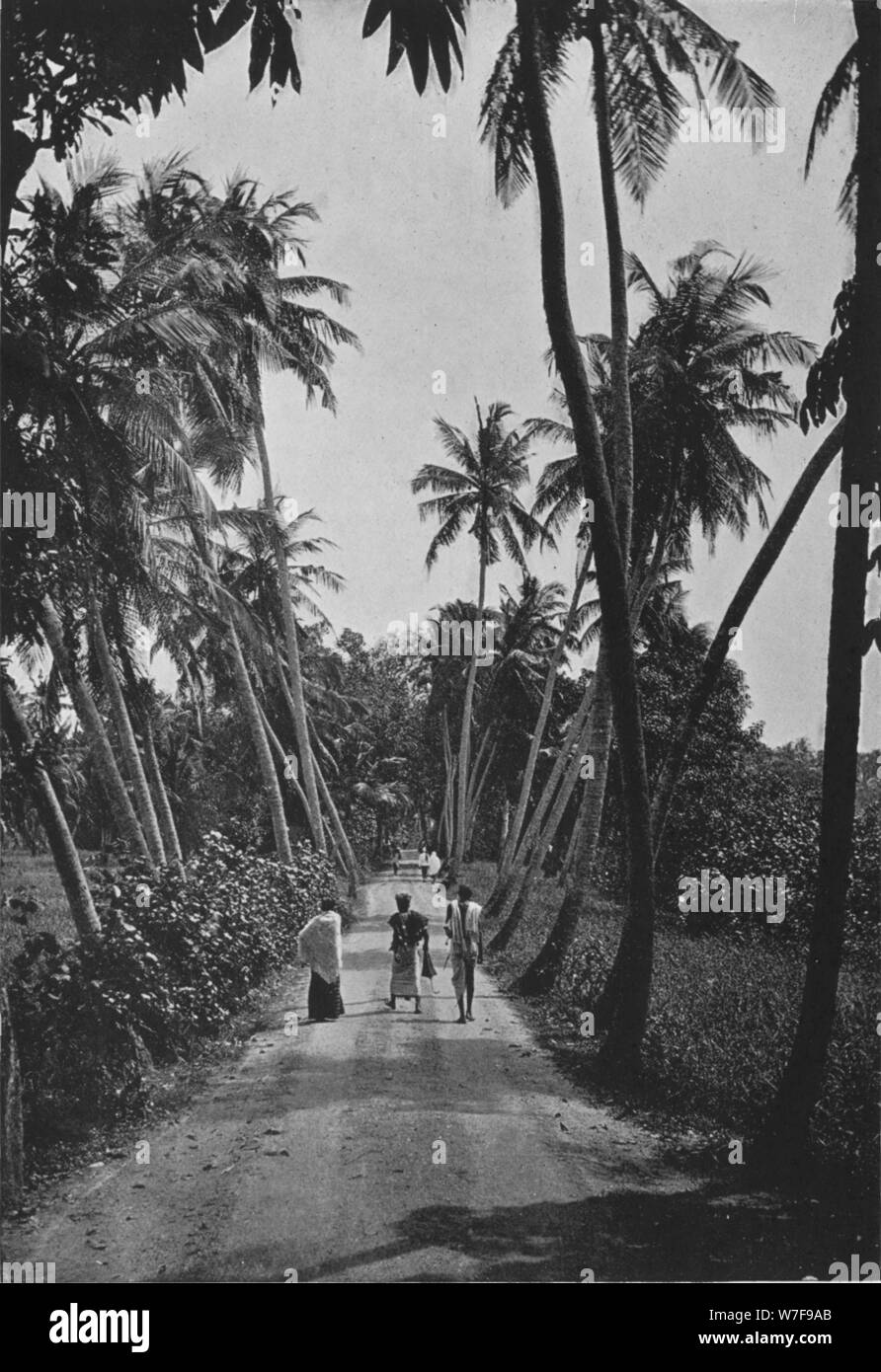 'Un percorso attraverso Risaie', c1890, (1910). Artista: Alfred William Amandus piastra. Foto Stock