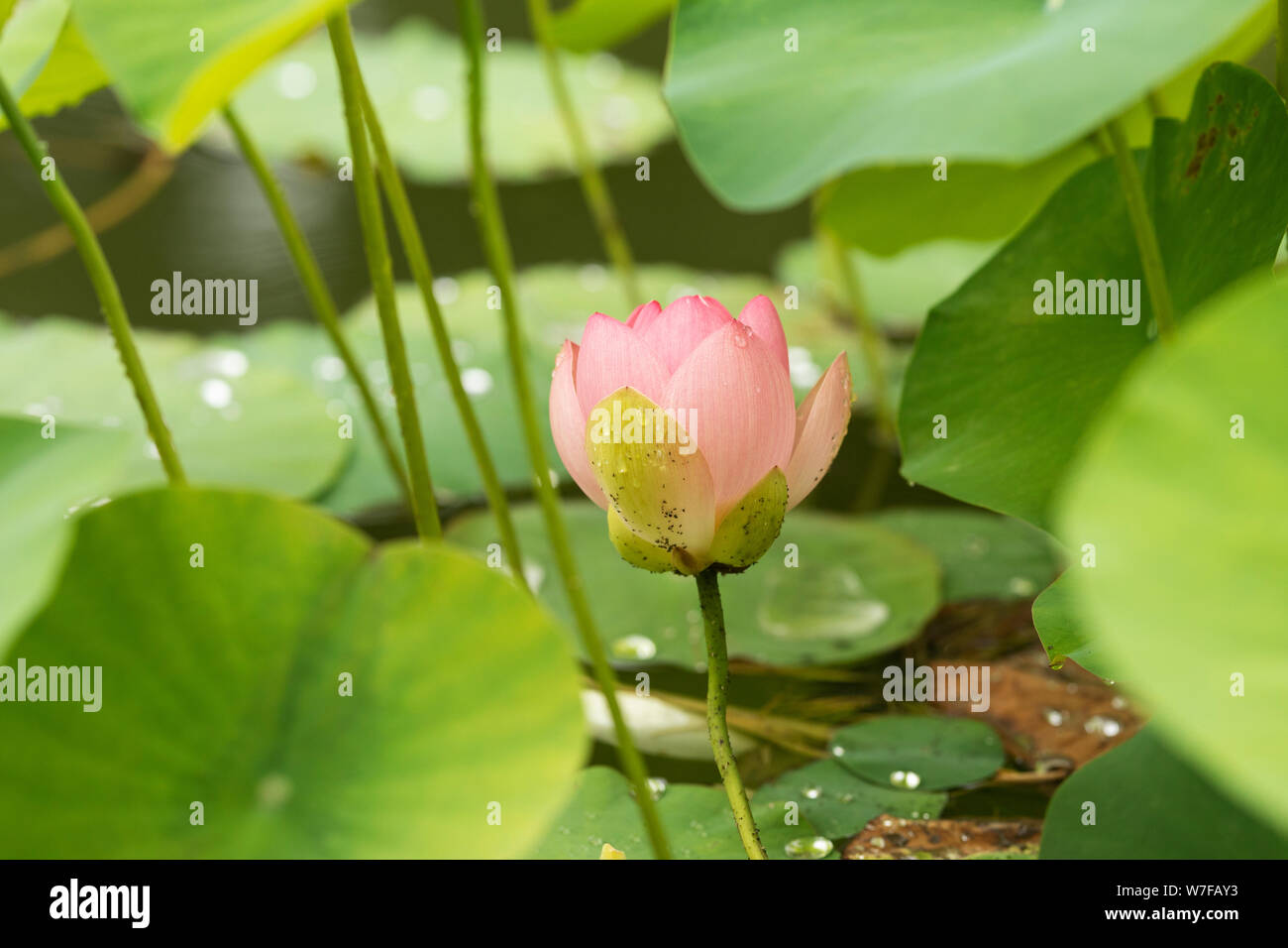 Nelumbo nucifera, conosciuto come loto indiano, loto sacro, fagiolo dell'India, o fagiolo egiziano, fiorente in un giardino d'acqua a Linz, Austria. Foto Stock