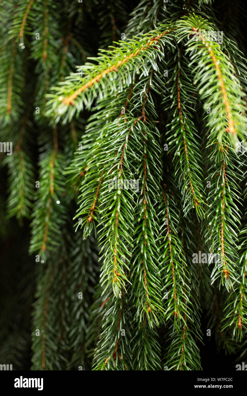 Picea omorika, o abete serbo, nella varietà Pendula (forma piangente). Questo albero sempreverde è originario della Serbia e della famiglia Pinaceae. Foto Stock