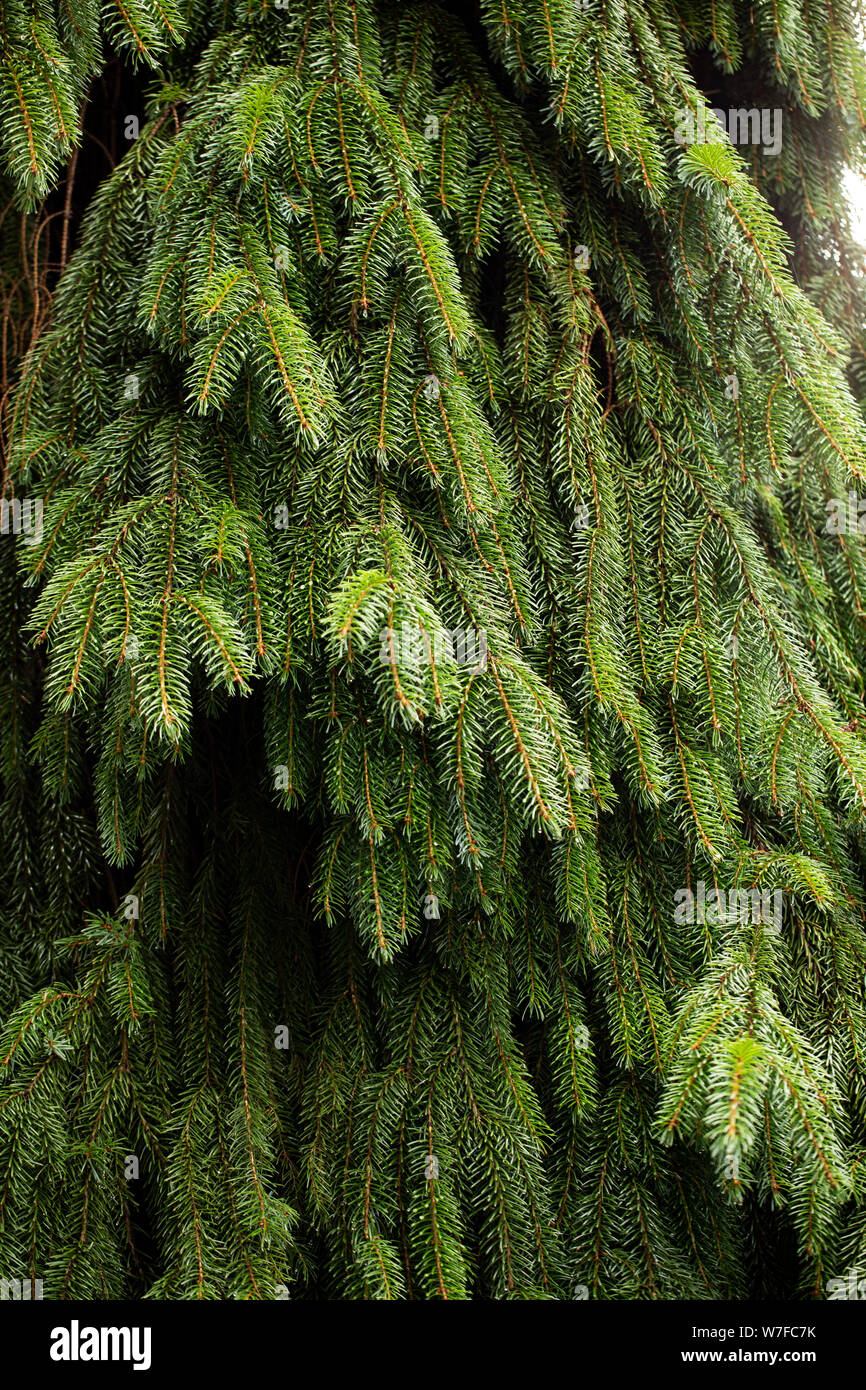 Picea omorika, o abete serbo, nella varietà Pendula (forma piangente). Questo albero sempreverde è originario della Serbia e della famiglia Pinaceae. Foto Stock