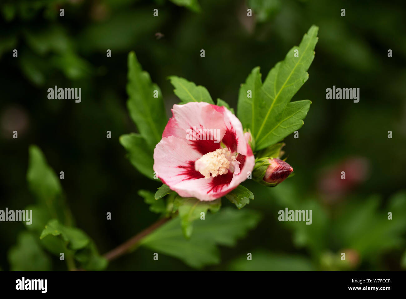 Hibiscus syriacus, noto come rosa coreana, rosa di sharon, ketmia siriana, arbusto di althea, o mallow di rosa, nella famiglia Malvaceae, nativo della Cina. Foto Stock