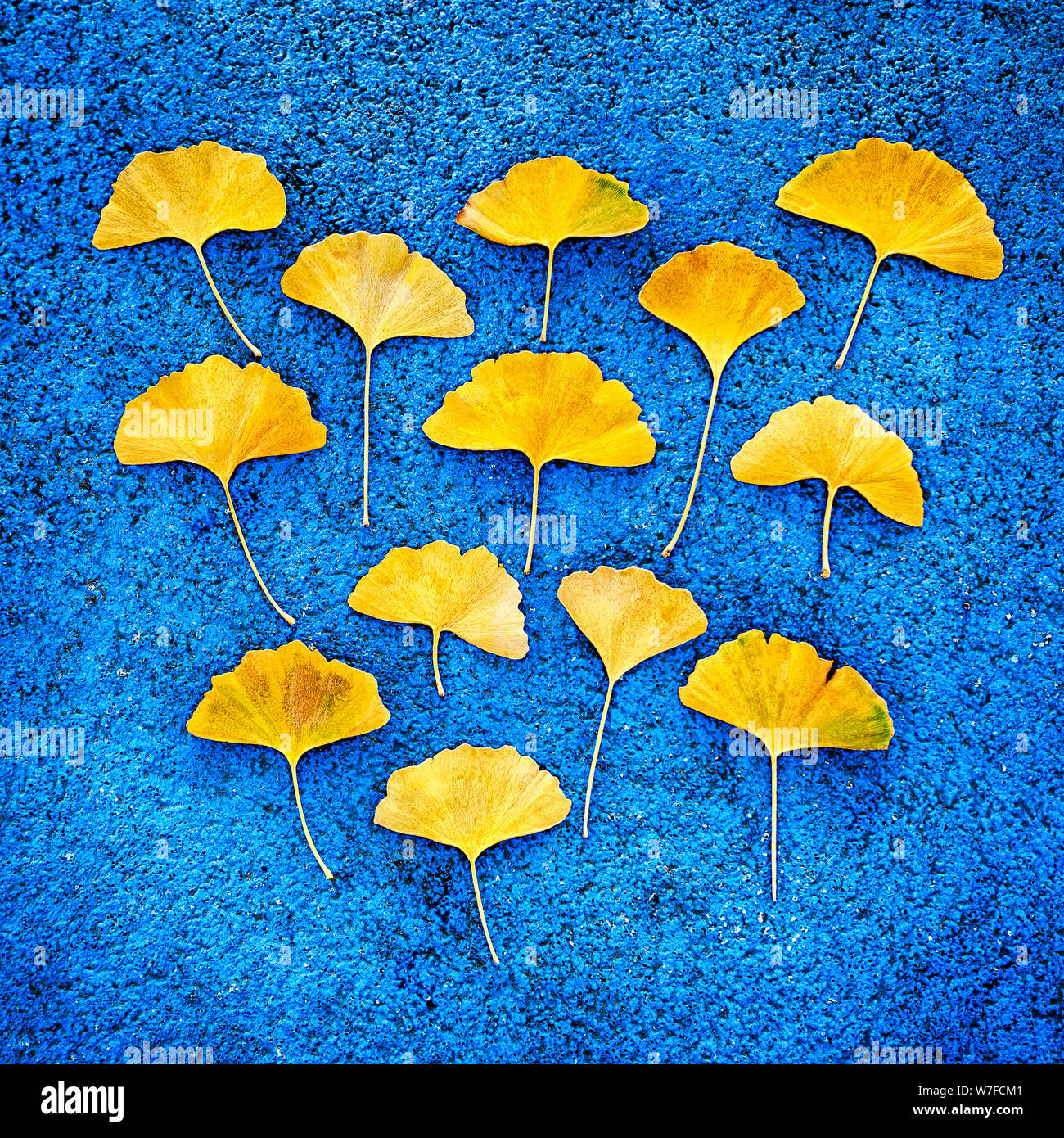 Giallo ginkgo foglie su sfondo blu Foto Stock