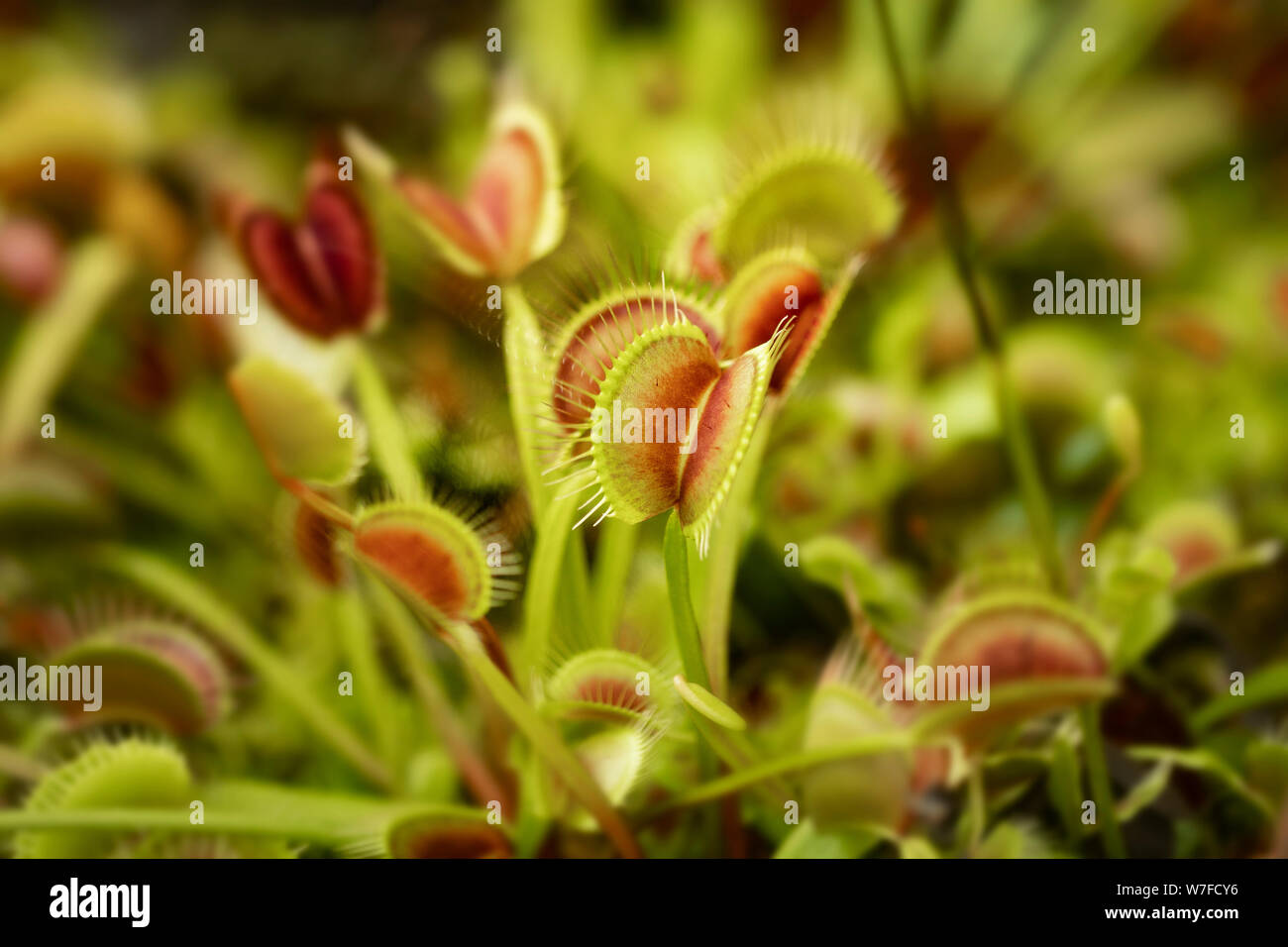 La flytrap di Venere (Dionaea muscipula), una pianta carnivora originaria delle zone umide subtropicali delle Carolinas negli Stati Uniti. Foto Stock