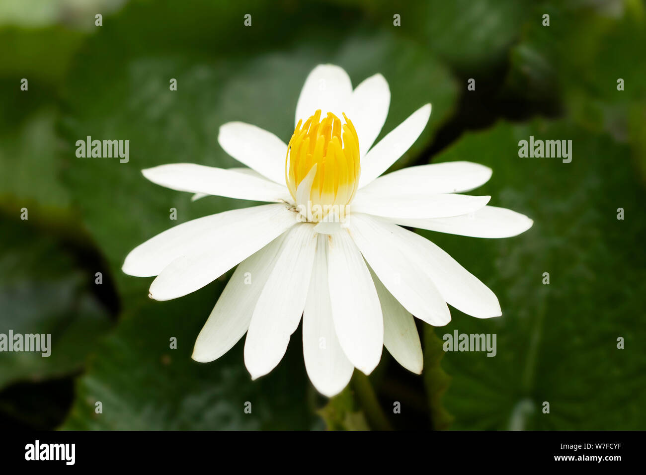 Nymphaea lotus, o bianco egiziano lotus, tigre loto, o egiziano bianco acqua-giglio, in famiglia Nymphaeaceae, nativo di Africa e Sud-Est asiatico. Foto Stock