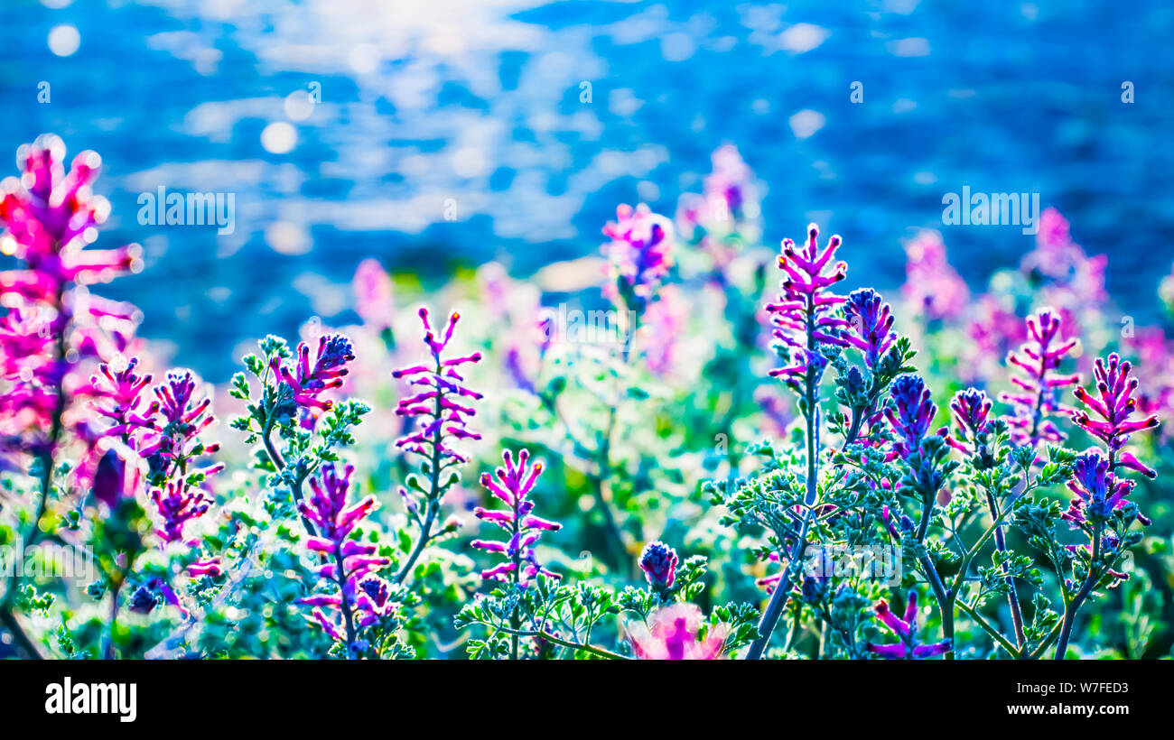 Natura astratta sfondo con erba, fiori e bokeh di fondo Foto Stock