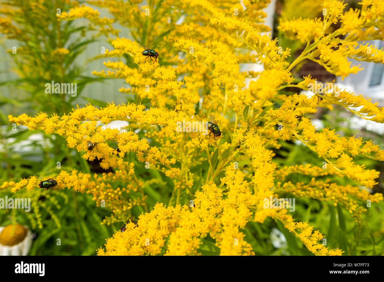 Oro o Solidago fiori con verde bottiglia vola in visita a. Foto Stock