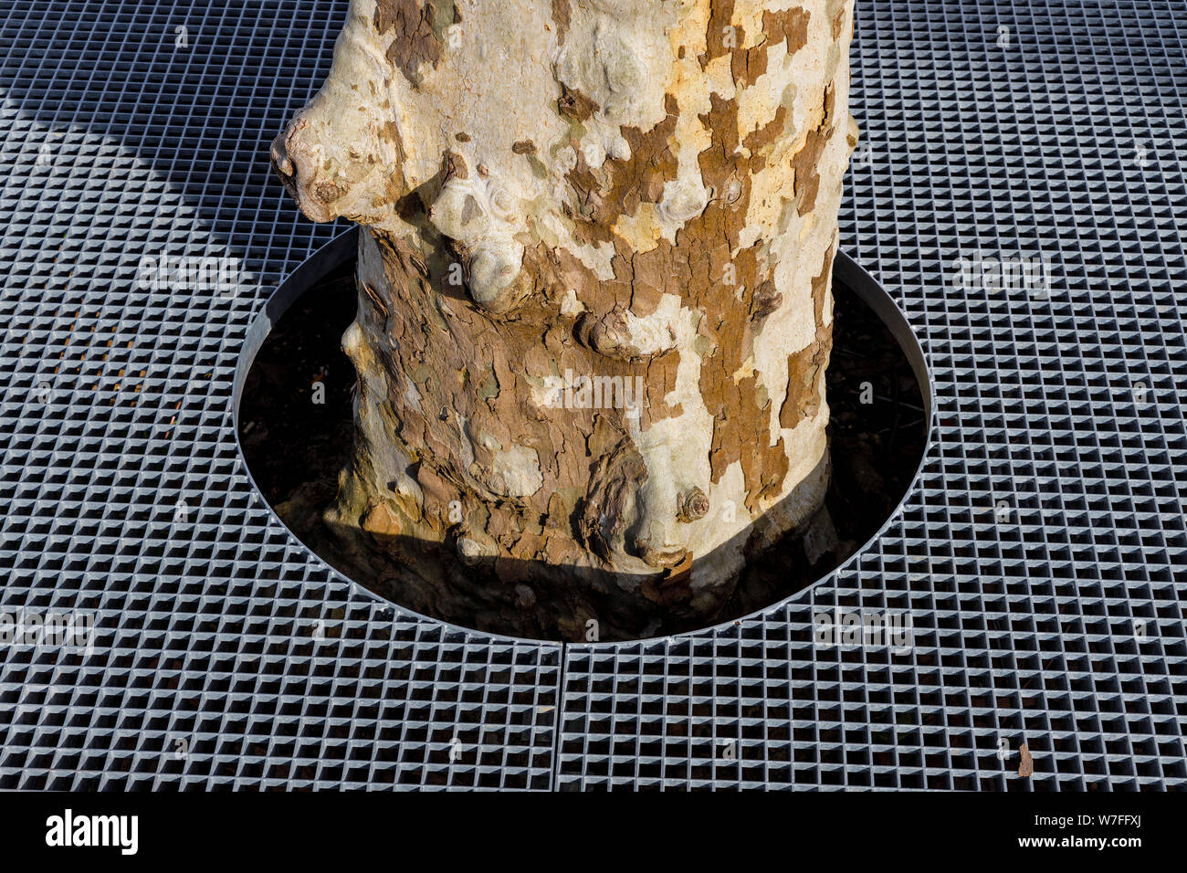 A Londra Platano, Platanus x hispanica, con un rilievo griglia protettiva sopra di esso le radici e la corteccia chiazze che è tipico di questa specie. Foto Stock