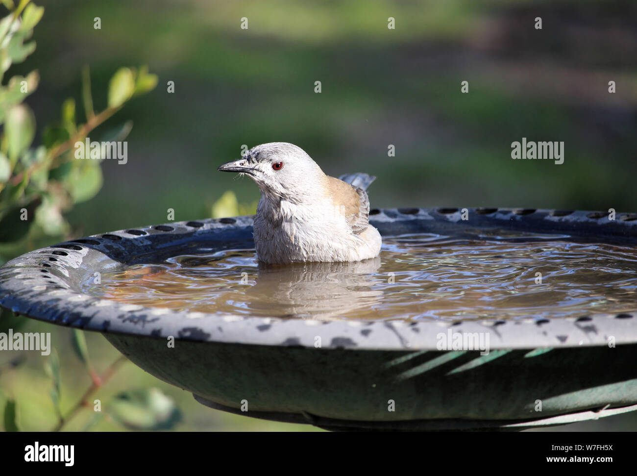 Shrike grigio-Tordo (Colluricincla armonica) al Bagno uccelli, Sud Australia Foto Stock