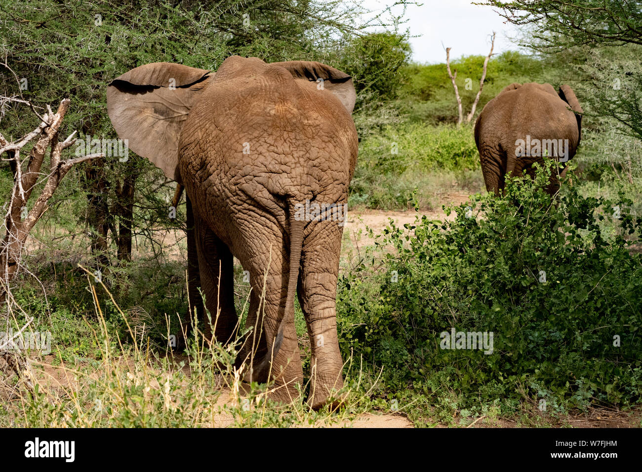 Una mandria di bush africano Elefante africano (Loxodonta africana), fotografata al Lake Manyara National Park, Tanzania Foto Stock