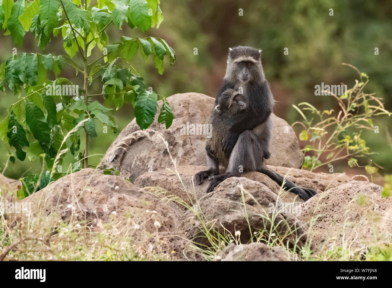 Blue Monkey, o samango monkey, (Cercopithecus mitis) sul terreno. Questa scimmia vive in truppe, rinviando ad un maschio dominante (visto qui). Questa prima Foto Stock