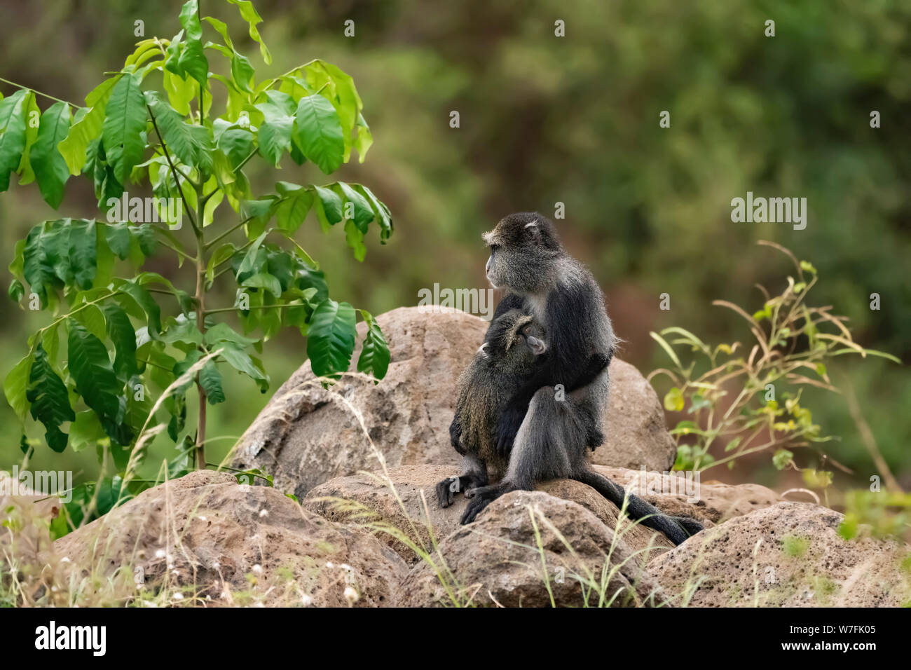 Blue Monkey, o samango monkey, (Cercopithecus mitis) sul terreno. Questa scimmia vive in truppe, rinviando ad un maschio dominante (visto qui). Questa prima Foto Stock