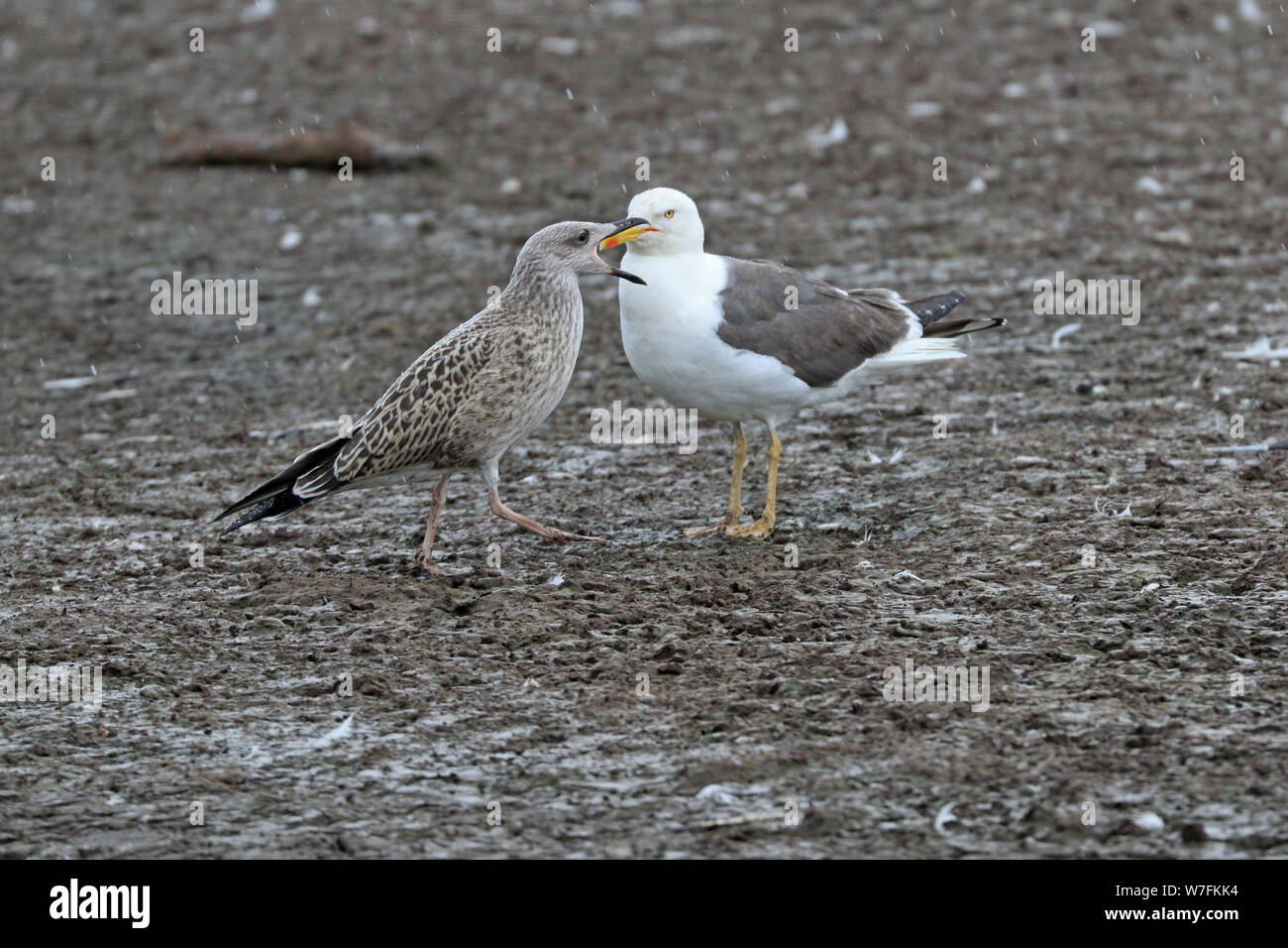 I capretti minore sostenuto indietro Gabbiano Elemosinare il cibo da un adulto su Skokholm Island Galles Foto Stock