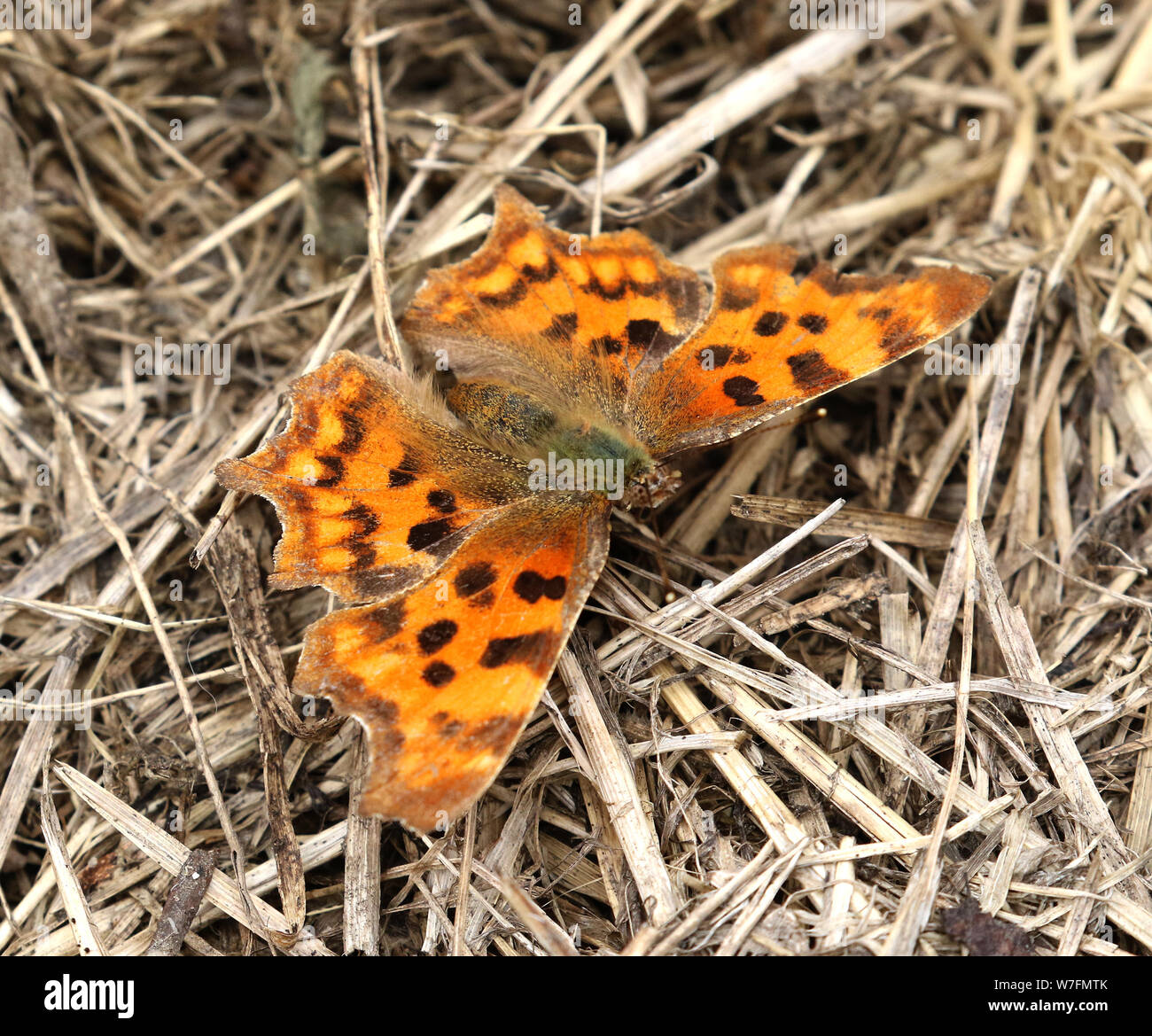 Virgola Butterfly, Derbyshire, Regno Unito Foto Stock