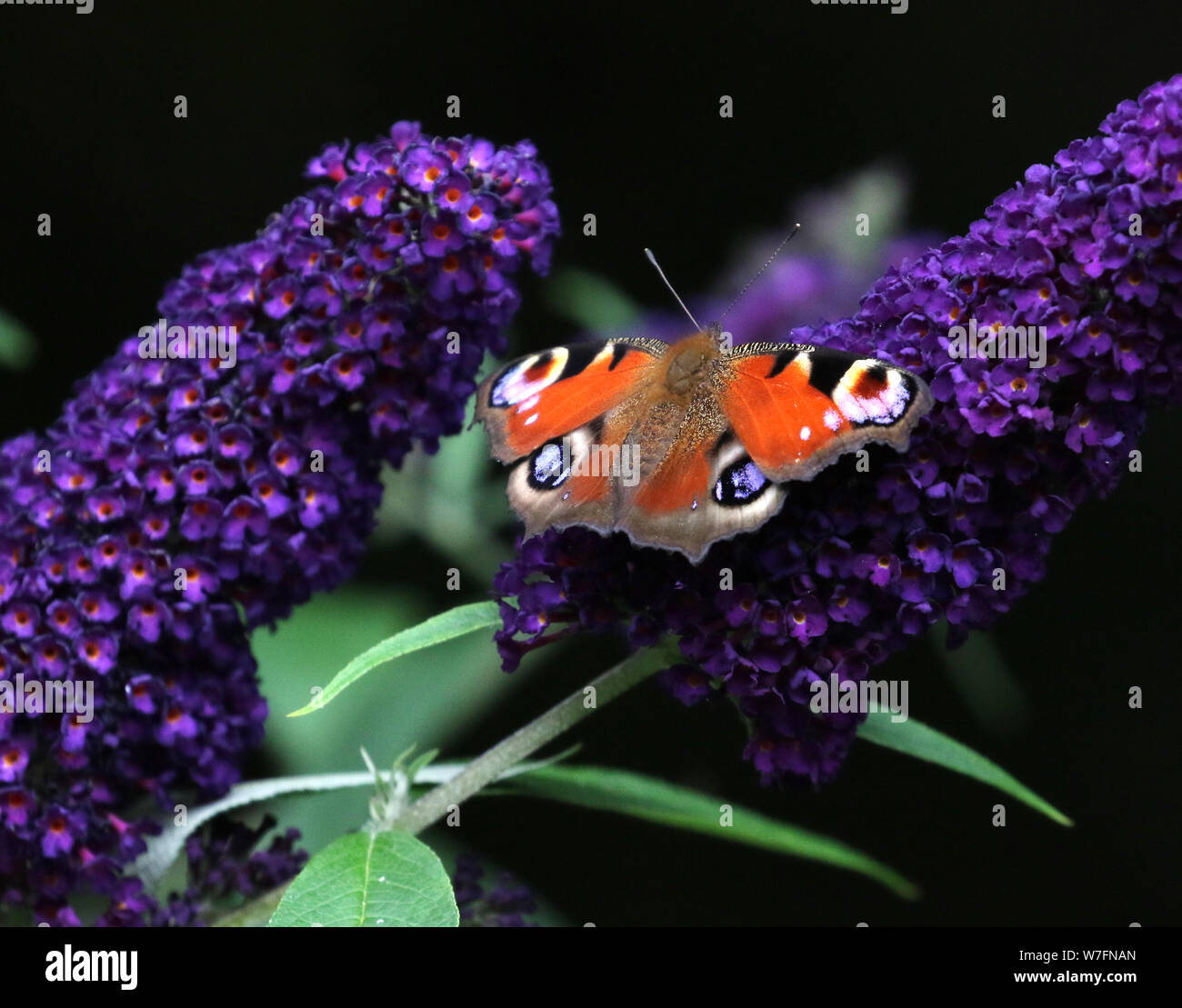 Farfalla pavone sulla pianta Buddleja Foto Stock