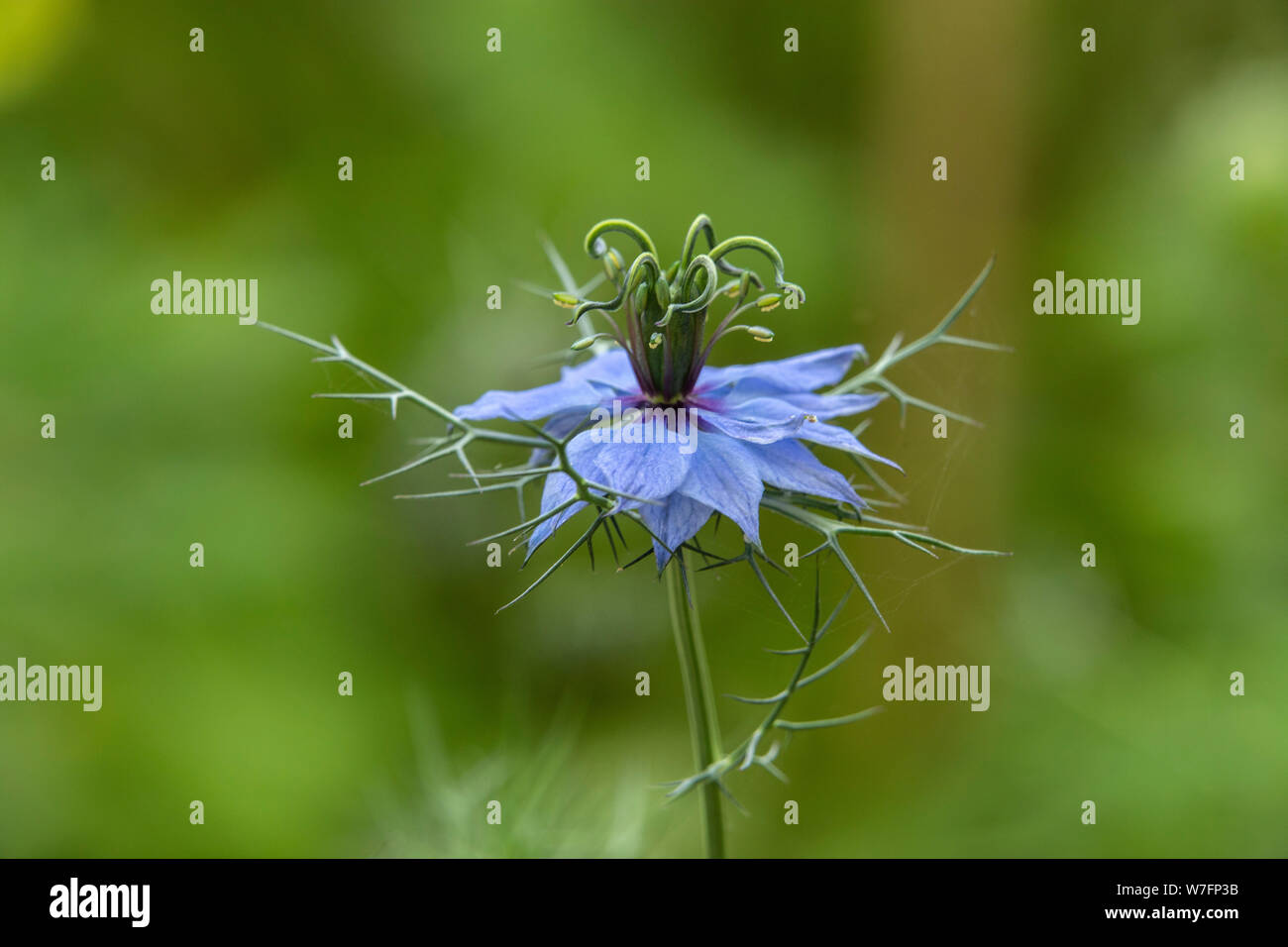 Nigella damascena 'Moody Blues", l'amore in una nebbia, blu fiore giardino Foto Stock