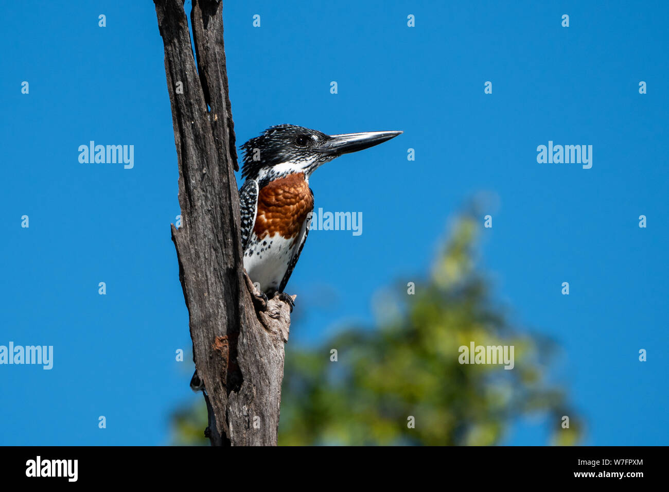 Giant kingfisher (Megaceryle maxima) appollaiato su un ramo secco. Questo uccello è la più grande compagnia Kingfisher in Africa e si trova sopra la maggior parte del continente così Foto Stock