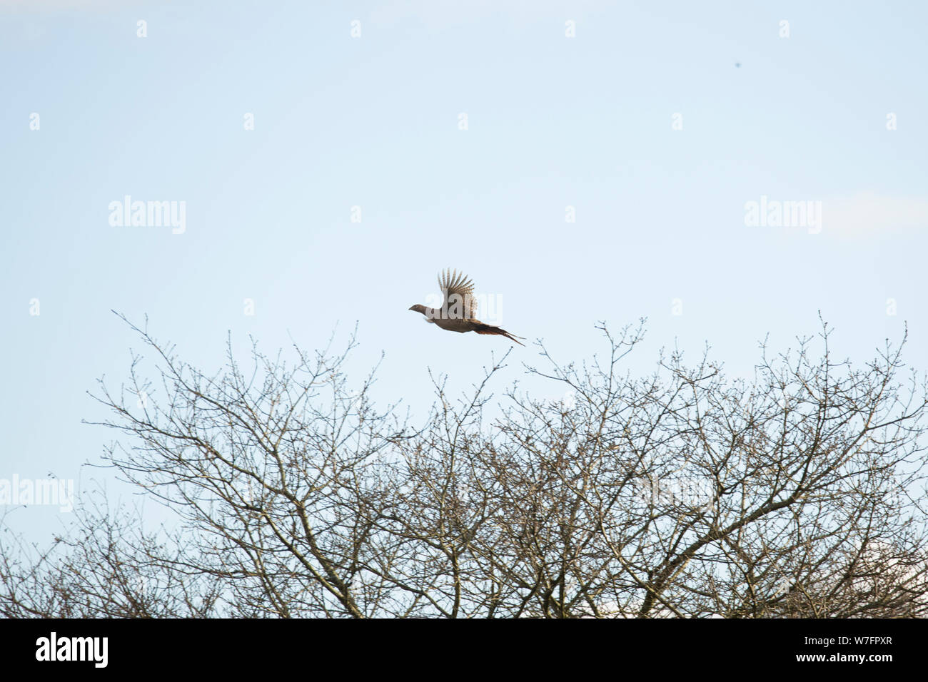 Gallina Fagiana battenti alto sopra gli alberi durante una trasmissione su un fagiano Shoot Foto Stock