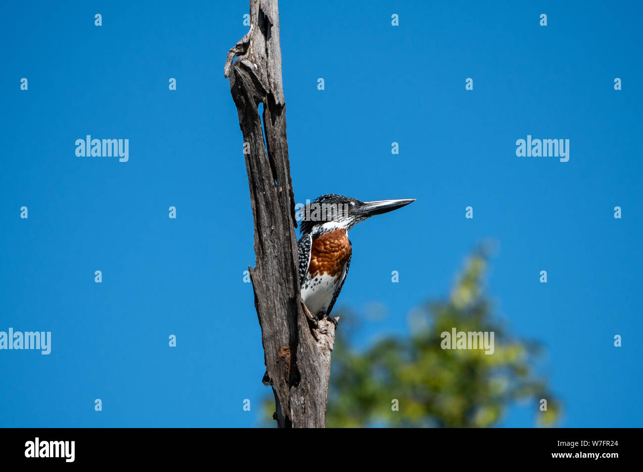 Giant kingfisher (Megaceryle maxima) appollaiato su un ramo secco. Questo uccello è la più grande compagnia Kingfisher in Africa e si trova sopra la maggior parte del continente così Foto Stock