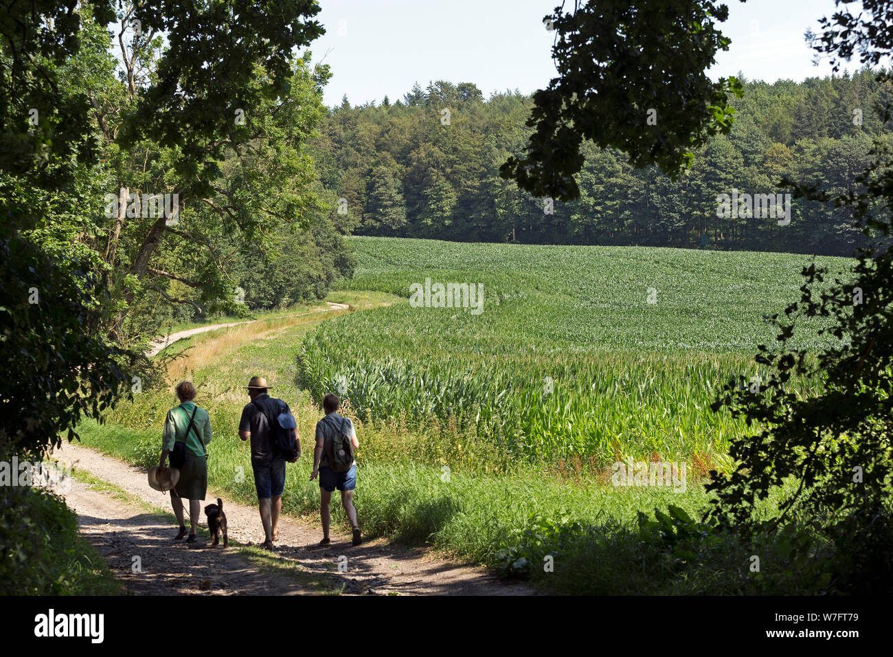 Escursione per Bungsberg vicino a Schönwalde, Schleswig-Holstein, Germania Foto Stock