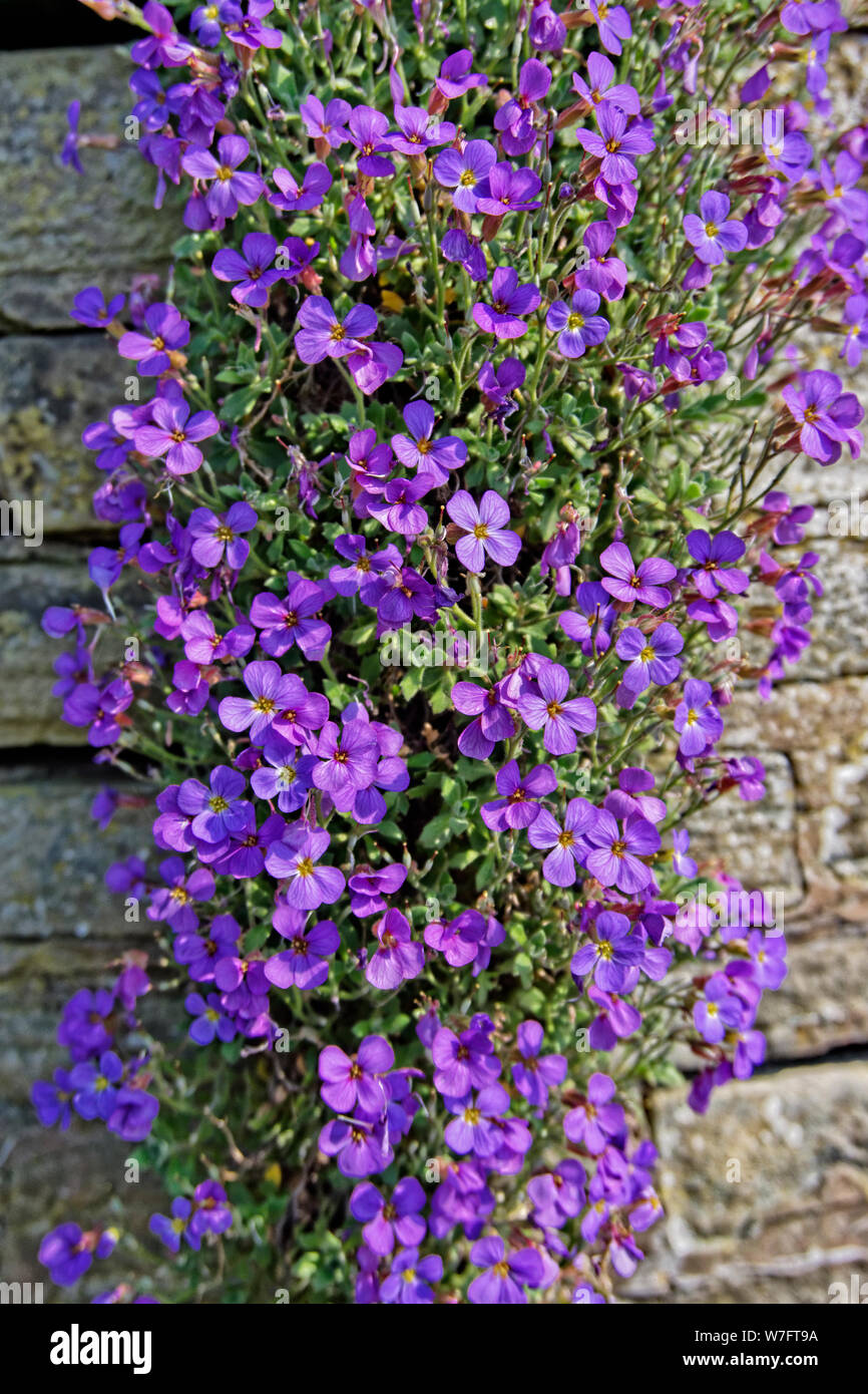 Cascata di fiori blu immagini e fotografie stock ad alta risoluzione - Alamy