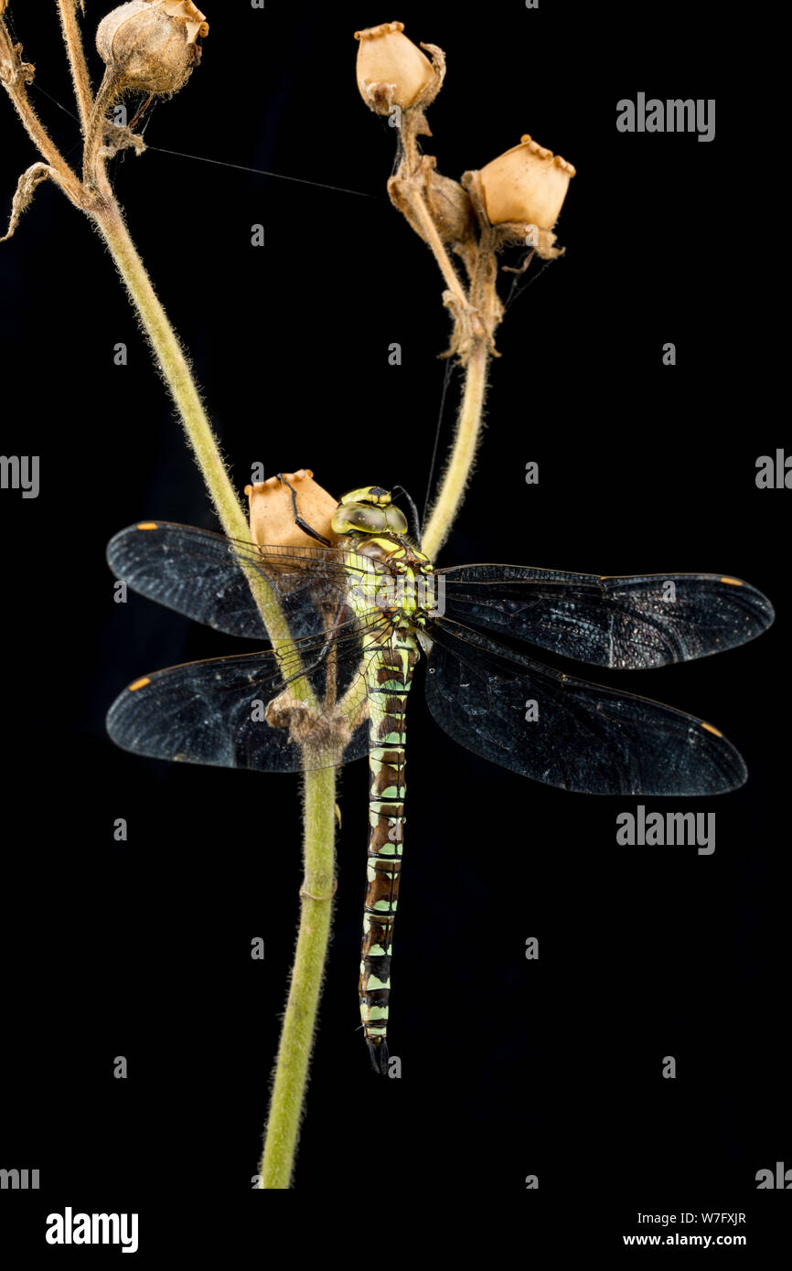 Un Southern Hawker dragonfly, Aeshna cyanea, fotografata in uno studio prima del rilascio. Si è visto in appoggio su un dead red campion stelo, Silene dioica, wit Foto Stock
