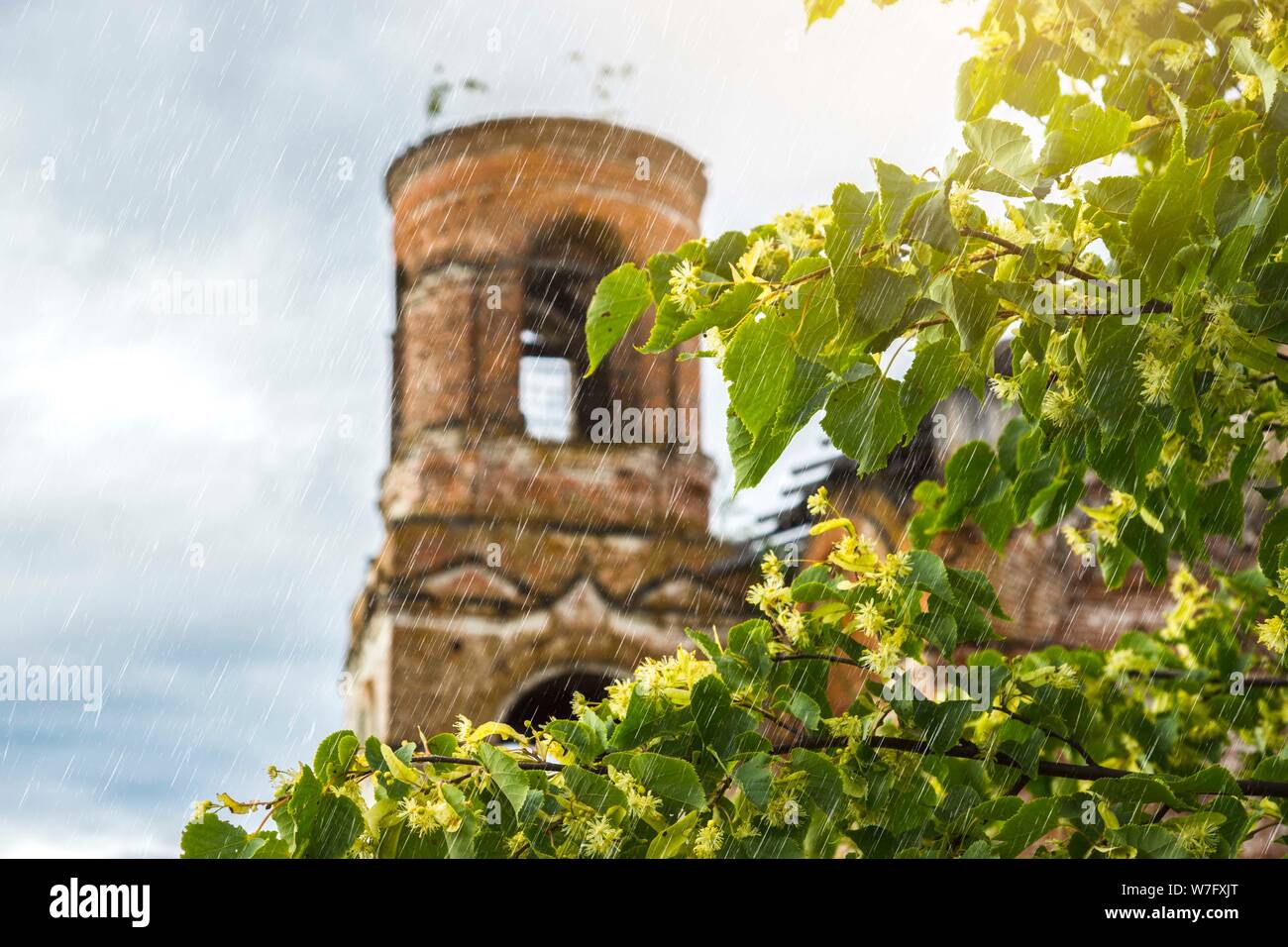 Blooming linden. Vecchia chiesa in rovina in background, offuscata frammento di un edificio. Tiglio fiori. Pioggia d' estate su albero di tiglio e vintage chur Foto Stock